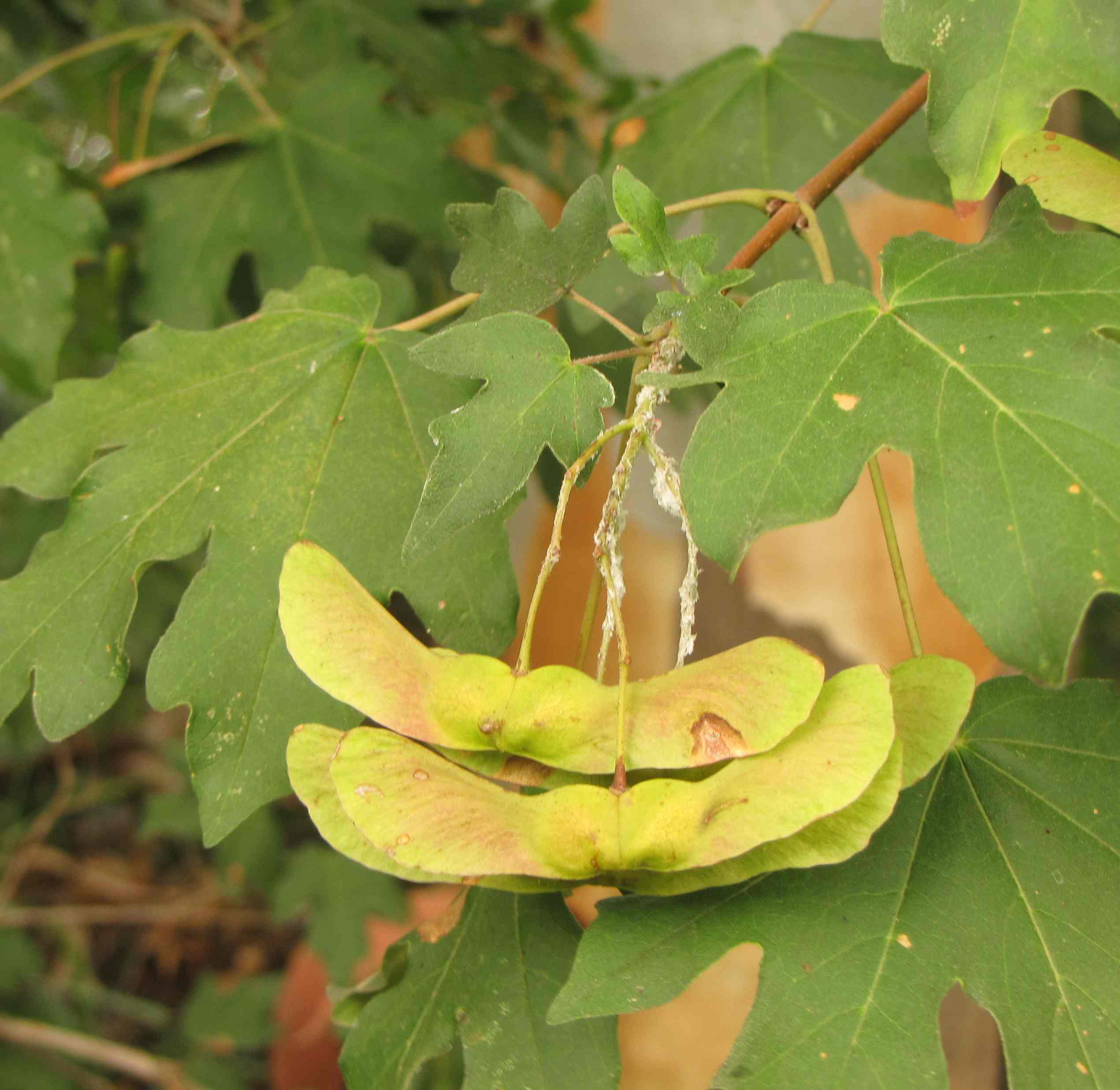 Acer campestre / Acero campestre